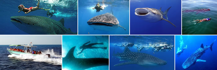 Whale Shark Swimming